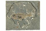 Oligocene Fossil Percoid Fish (Oligoserranoides) - Poland #320644-1